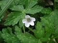 Nepal Geranium